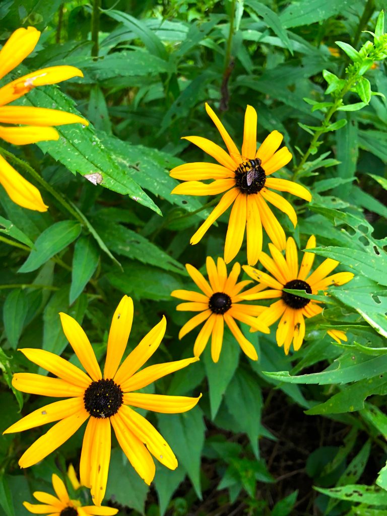 Wilson Advertising volunteer black eyed susan bee